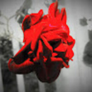 Meet your Posher, Zoe